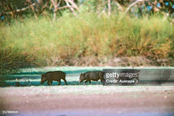 Feral pigs , young animals in lignum swamp. Narromine, New South Wales, Australia New South Wales, Australia.