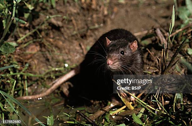 65 True Rat Stock Photos, High-Res Pictures, and Images - Getty Images