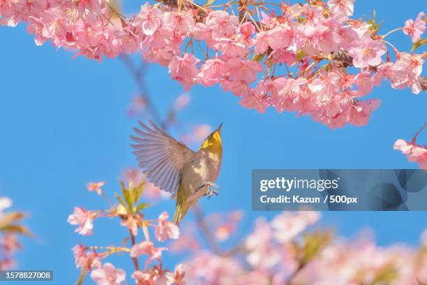 low angle view of hummingbird flying by cherry blossoms against blue sky,miura,kanagawa,japan - wild cherry tree stock-fotos und bilder
