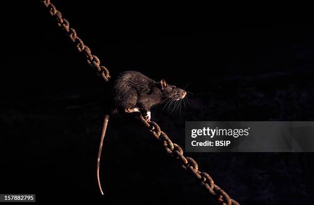 65 True Rat Stock Photos, High-Res Pictures, and Images - Getty Images