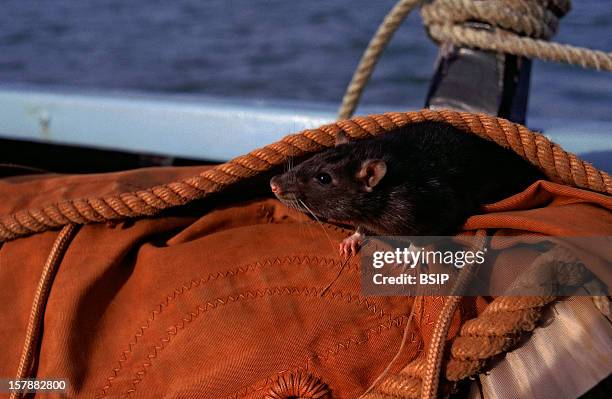 Brown Rat Brown Rat Hidden In The Boat Rope. Often On Trips, Rats Are Always Invaded The Old Riggings And Have Then Colonized Numerous Countries And...