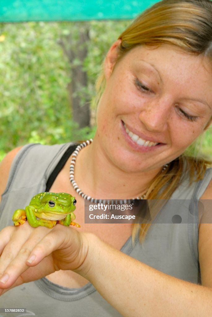 Magnificent tree frog