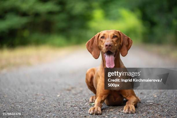 portrait of vizsla sitting on countryside road - vizsla stock pictures, royalty-free photos & images