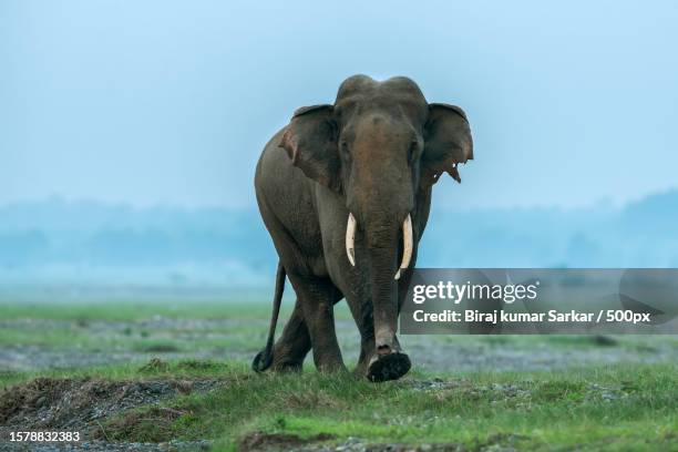 an elephant walking on the grassland,india - indische olifant stockfoto's en -beelden