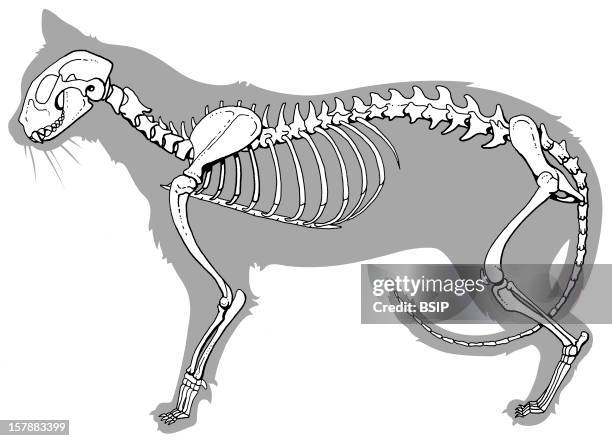 Cat Skeleton Lateral View Of A Cat Skeleton.Representation Inspired From A Russian Blue Cat.