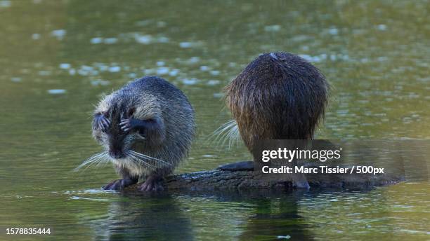 two wild beavers in the lake with eyes closed,fontainebleau,france - biber stock-fotos und bilder