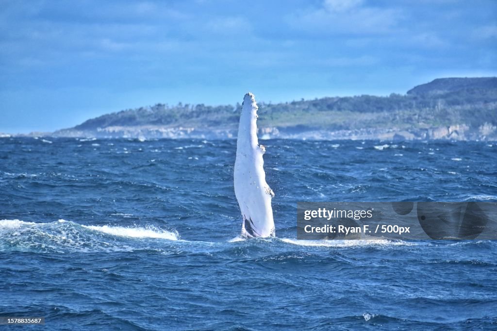 A view of whale leapigng out of the sea surface,Sydney,New South Wales,Australia