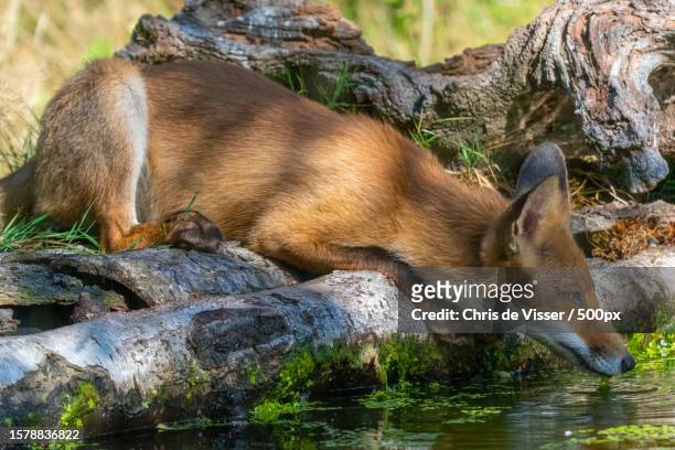 drinking fox,uddel,netherlands - viser stock pictures, royalty-free photos & images