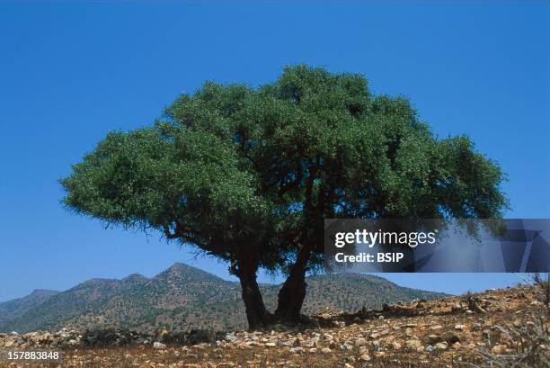 Argan Tree Argan Oil In Morocco : From The Cropping To The Bottling.Arganeraie In The Anti-Atlas, In The South-West Of Morocco.Oil Argan Is Used Both...