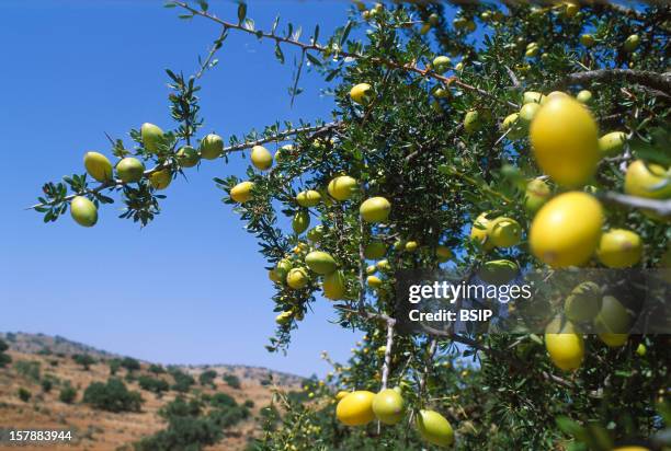 Argan Tree Argan Oil In Morocco : From The Cropping To The Bottling.Argan Tree Bearing Fruits In The Anti-Atlas, In The South-West Of Morocco.Oil...