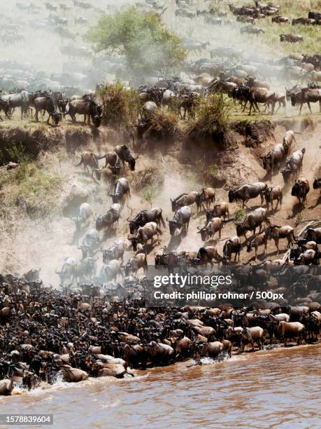 the majestic scenery of bison migration - dierlijke migratie stockfoto's en -beelden