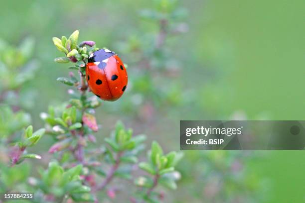 Seven Spot Ladybird Seven-Spot Ladybird .Picardy, France.