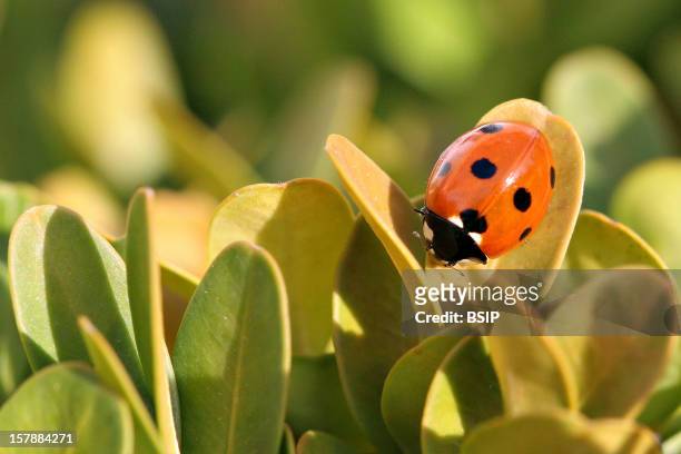 Seven Spot Ladybird Seven-Spot Ladybird .Picardy, France.