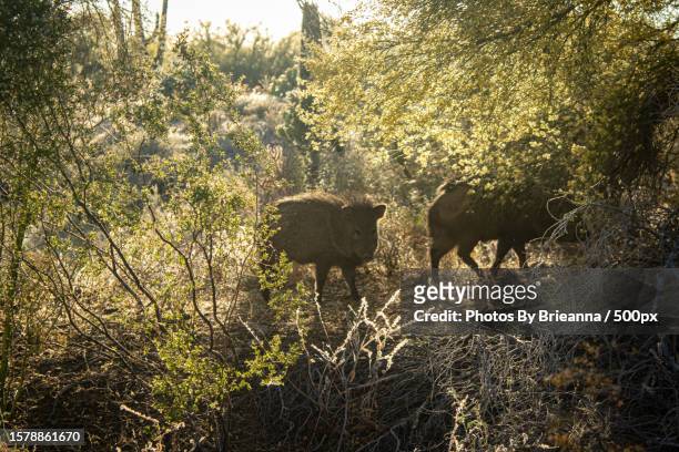 javelina walking in the field,tucson,arizona,united states,usa - wild boar stock pictures, royalty-free photos & images