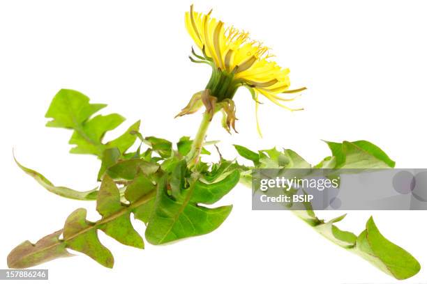 Dandelion Dandelion.The Involucre Of Bracts Is Clearly Visible.