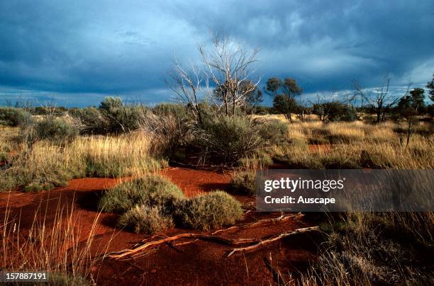 Mulga and spinifex , Great Victoria Desert, Western Australia.