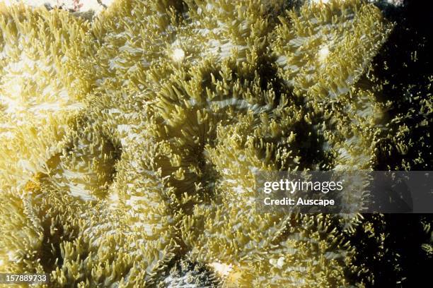 Corallimorph anemones , commensal with zooxanthellae. Andaman Sea, Myanmar.