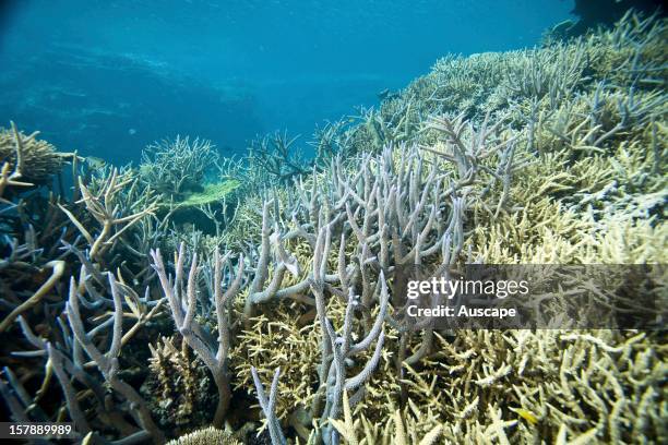 Reef scene with fish and branching corals. Wheeler Reef, Great Barrier Reef off Townsville, Queensland, Australia.