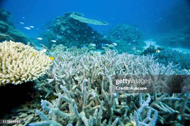 Reef scene with fish and branching coral Acropora sp. Wheeler Reef, Great Barrier Reef off Townsville, Queensland, Australia.