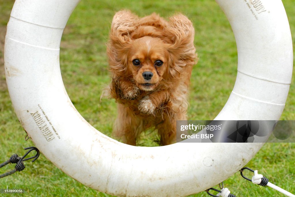 Dog, Cavalier King Charles