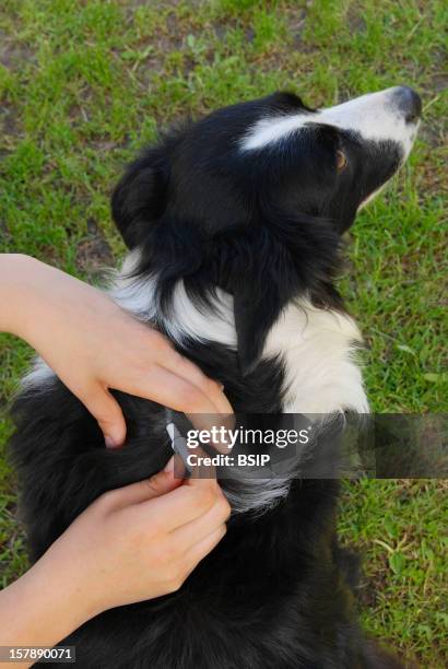 Care, Animal Application Of An Antiparasitic Pipette On A Dog.It Is The Medicine "Stronghold" That Must Be Placed Directly On The Skin Between The...