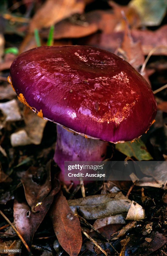 A gilled fungus