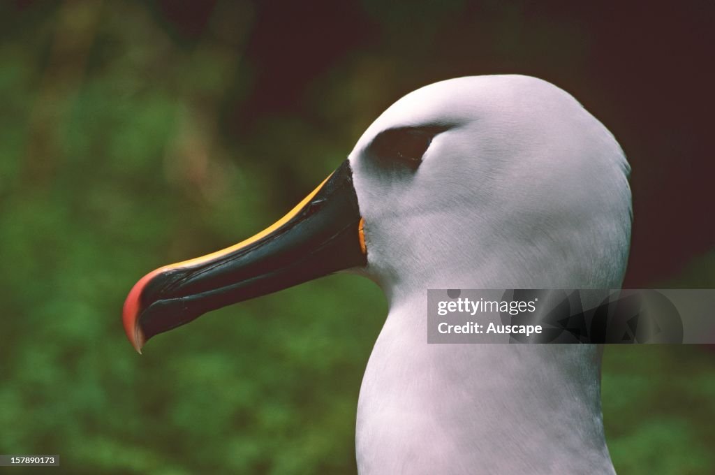 Atlantic yellow-nosed albatross