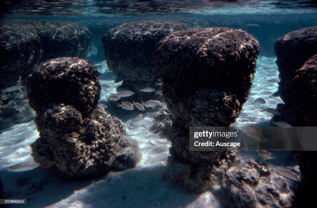 Stromatolites (deposits built by colonies of cyanobacteria),