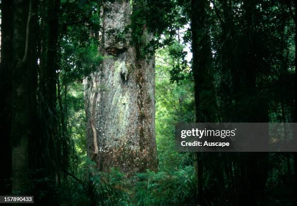 New Zealand kauri , New Zealand's oldest living Kauri tree Te Matua Ngahere has been growing in the Waipoua Forest for over 2000 years. Its girth is...