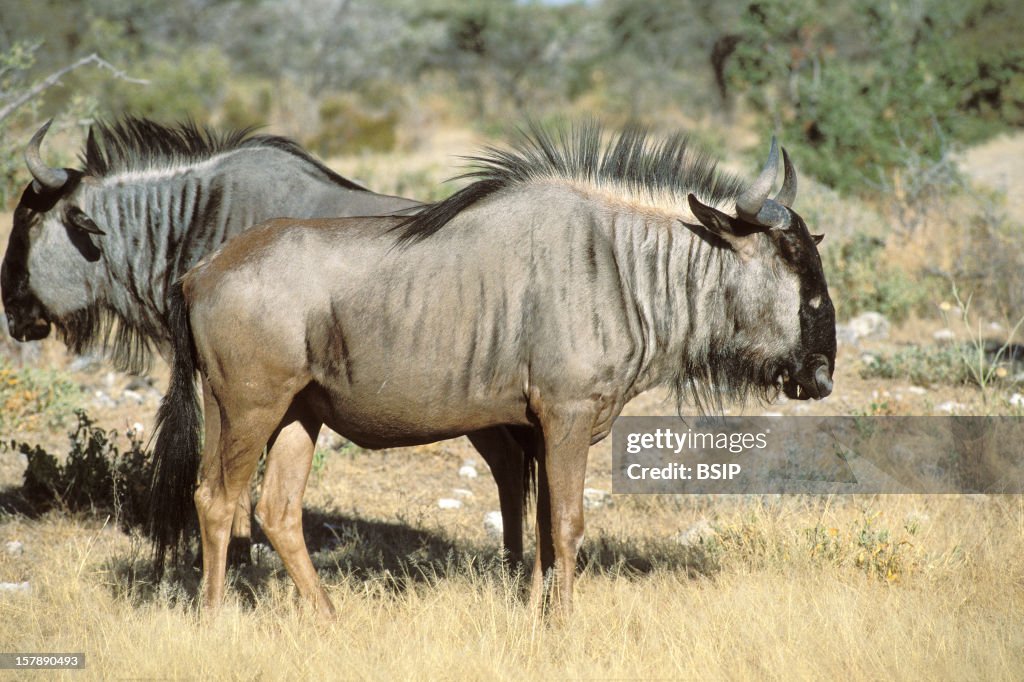 Wildebeest