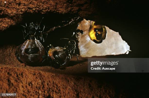 Australian honeypot ants , REPLETES AND WORKERS IN STORAGE CHAMBER. Amadeus Basin, Northern Territory, Australia.