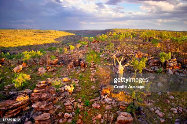 Early rain at the end of the dry season falls on savannah with Boab tree , Phillips Range,. Marion Downs Wildlife Sanctuary, northern Western...