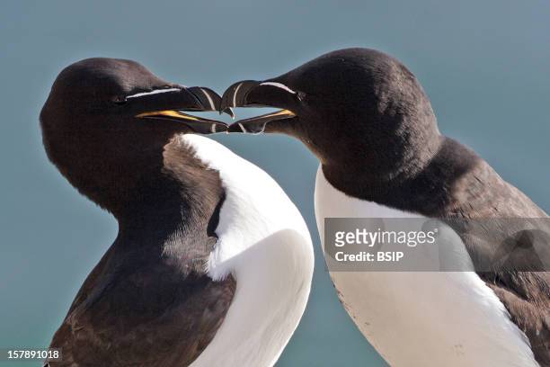 21 photos et images de Open Mouth Pinguin - Getty Images