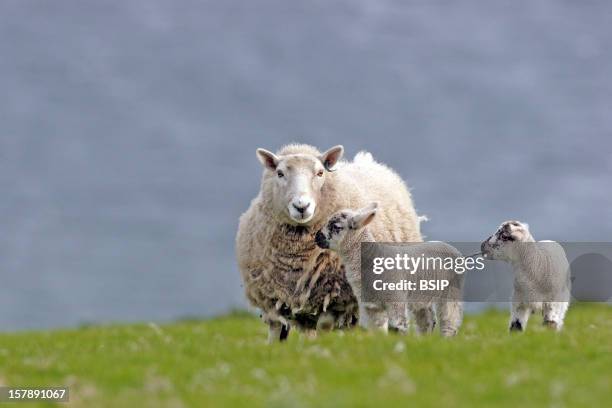 Ewe Ewe And Lambs, Shetland Islands, Scotland.Ovis Aries , Sheet , Goat Antelope , Bovid , Ruminant , Mammal