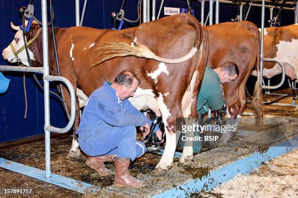 Cow, Milking