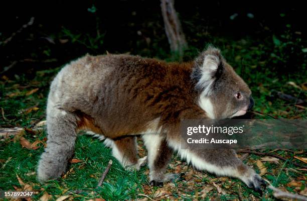 Koala , female, on ground in breeding enclosure. Tidbinbilla Nature Reserve, Australian Capital Territory.