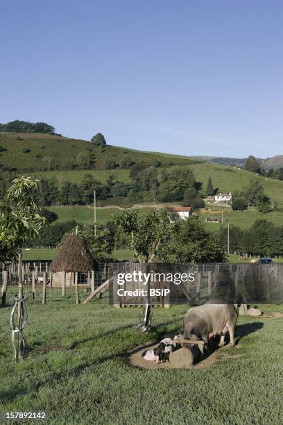 Basque Sow Sus Scrofa Domesticus Photos and Premium High Res Pictures - Getty Images