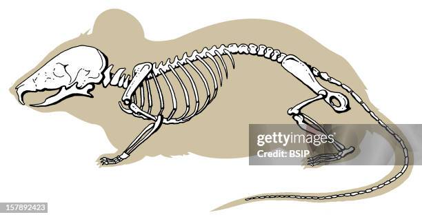 Skeleton Computer Mouse Mouse Skeleton Photos and Premium High Res Pictures - Getty Images
