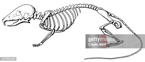 Skeleton Computer Mouse Mouse Skeleton Photos and Premium High Res Pictures - Getty Images
