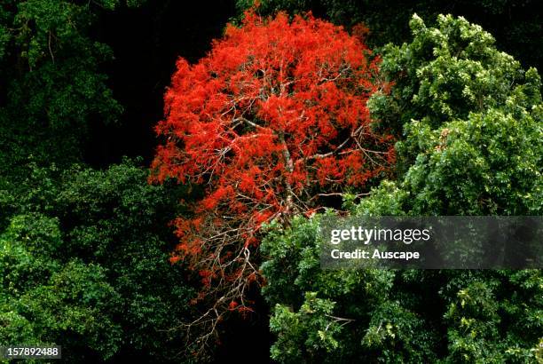 Illawarra flame tree , and epiphytic ferns in subtropical rainforest. Southern Queensland, Australia.