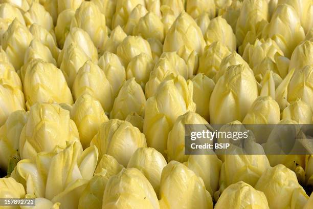 Belgian Endive Cultivation Belgian Endive Grown Under Greenhouse .