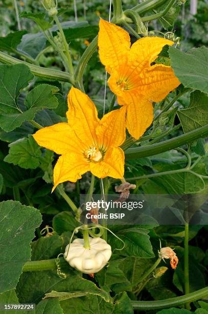 Pattypan Squash Pattypan Squash : Crown-Shaped Marrow.