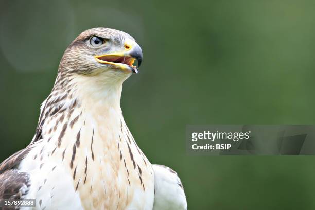 Bonelli'S Eagle Bonelli'S Eagle , Picture Taken In Spain.Hieraaetus Fasciatus , Bonelli'S Eagle , Eagle , Accipitrid , Diurnal Raptor , Raptor , Bird