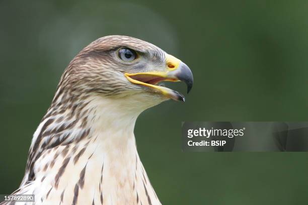 Bonelli'S Eagle Bonelli'S Eagle , Picture Taken In Spain.Hieraaetus Fasciatus , Bonelli'S Eagle , Eagle , Accipitrid , Diurnal Raptor , Raptor , Bird
