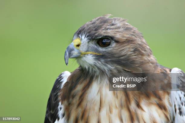 Eurasian Hobby Eurasian Hobby , Picture Taken In Picardy, Oise, France.Falco Subbuteo , Eurasian Hobby , Falcon , Falconid , Diurnal Raptor , Raptor...