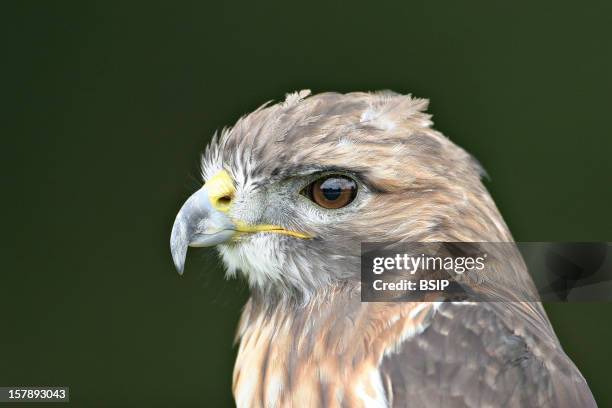 Eurasian Hobby Eurasian Hobby , Picture Taken In Picardy, Oise, France.Falco Subbuteo , Eurasian Hobby , Falcon , Falconid , Diurnal Raptor , Raptor...