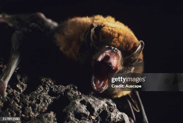 Little bent-wing bat , echolocating in lava tuba. Undara Volcanic National Park, near Mount Surprise, northeastern Queensland, Australia.