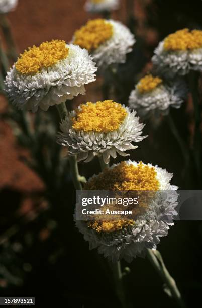 Musgrave Ranges Photos and Premium High Res Pictures - Getty Images