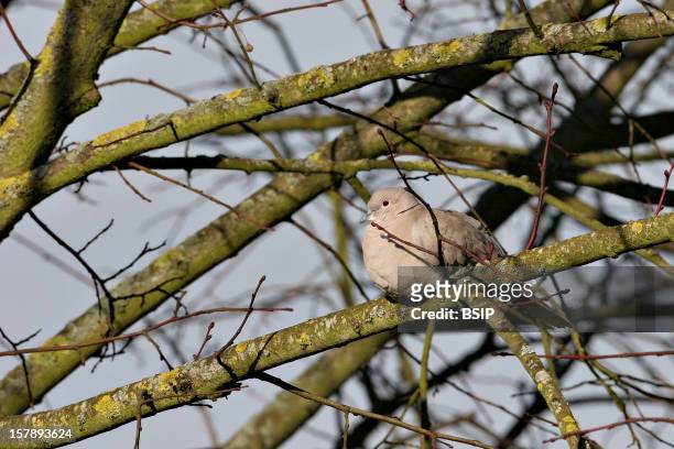 Eurasian Collared Dove Eurasian Collared-Dove Under The Rain, Picture Taken In Picardy, France.Streptopelia Decaocto , Eurasian Collared-Dove ,...