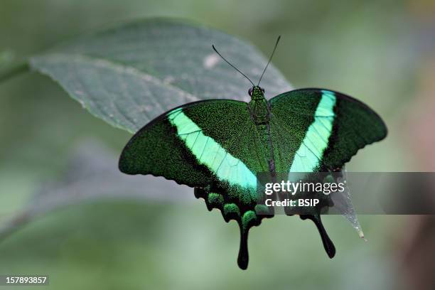 Emerald Swallowtail Adult Emerald Swallowtail , Picture Taken In The Butterfly Greenhouse, The Yvelines, France.Papilio Machaon , Swallowtail ,...
